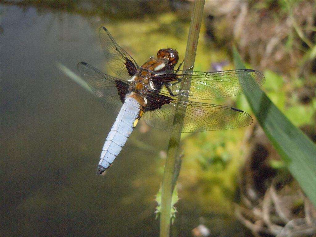 Libellula depressa